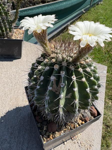 Acanthocalycium peitscherianum